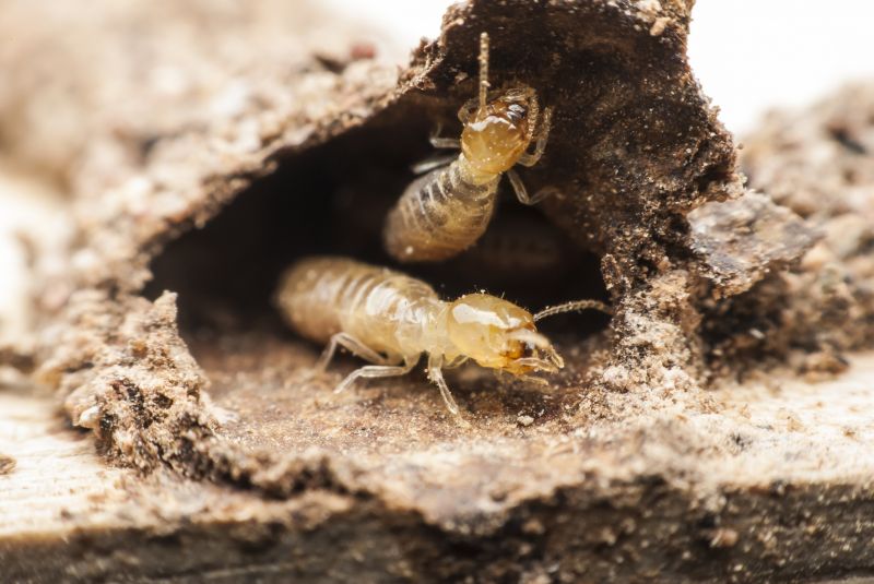 Commercial Termite Removal in Frisco, TX