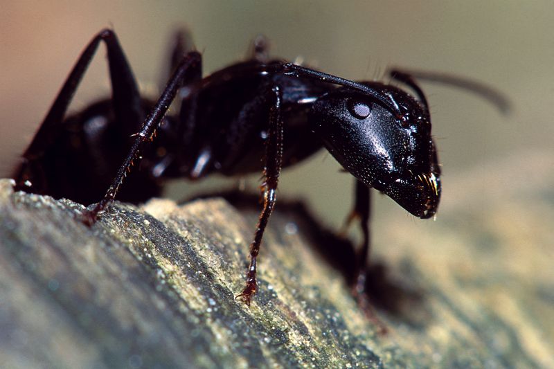 Ants Extermination Service in Denton, TX
