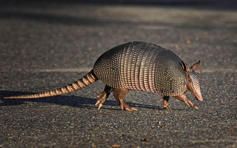Armadillo Extermination detail