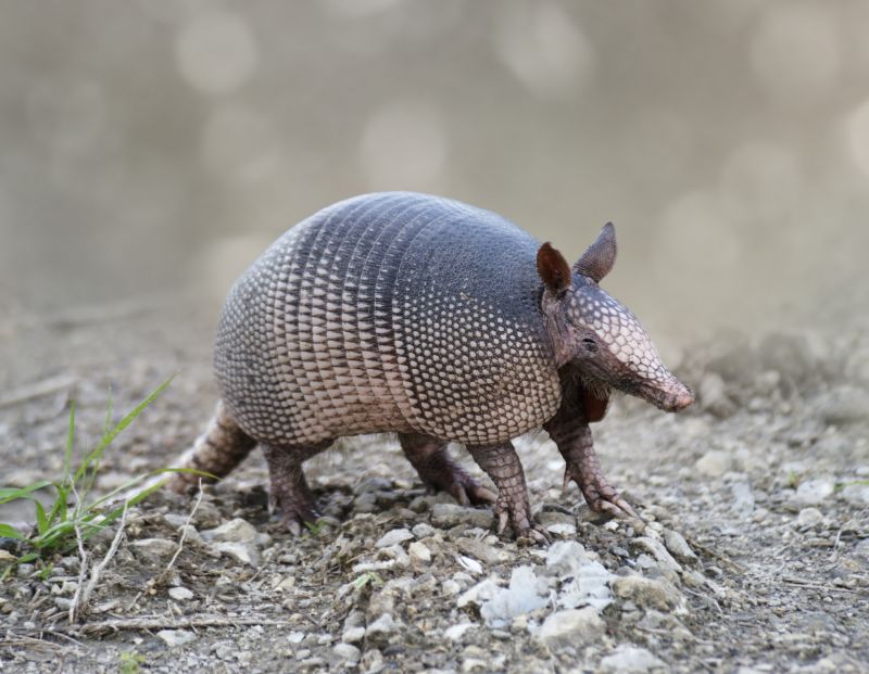 Armadillo Extermination detail
