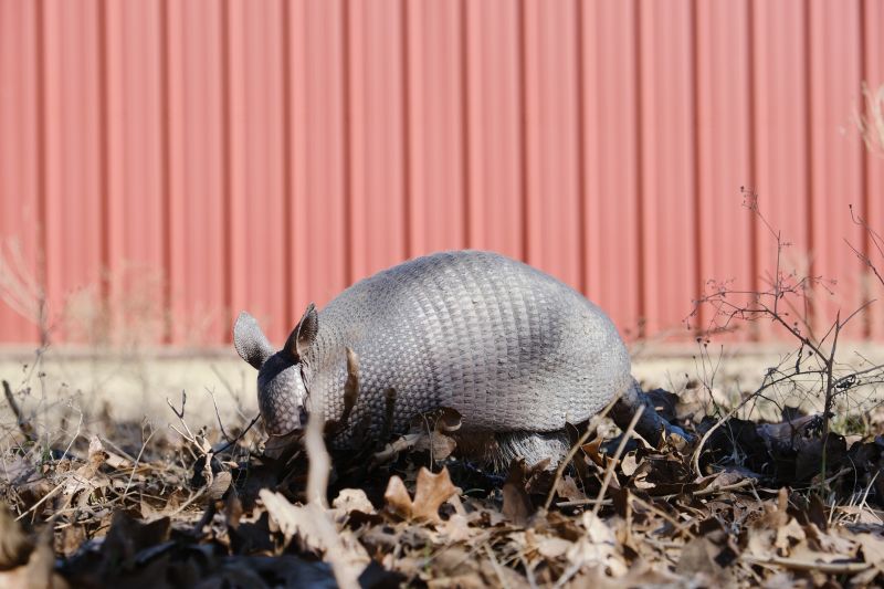 Armadillo Extermination detail