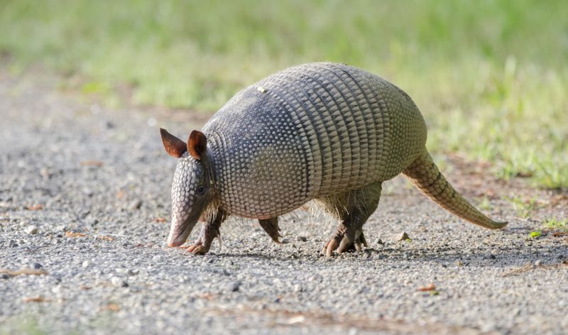 Prevent Armadillo Holes In Yards