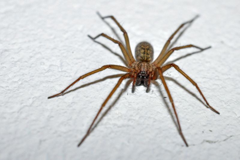 Spider Extermination Service in Frisco, TX